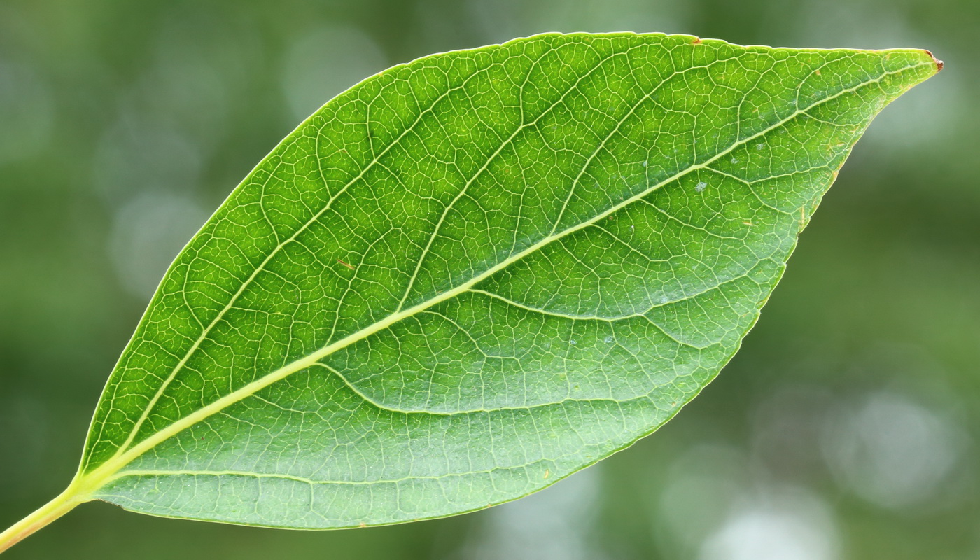 Image of Populus simonii specimen.