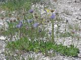 Globularia trichosantha. Цветущие и плодоносящие растения. Крым, Бахчисарайский р-н, Адым-Чокракская долина, южный склон г. Мангуп-Кале. 12.05.2016.