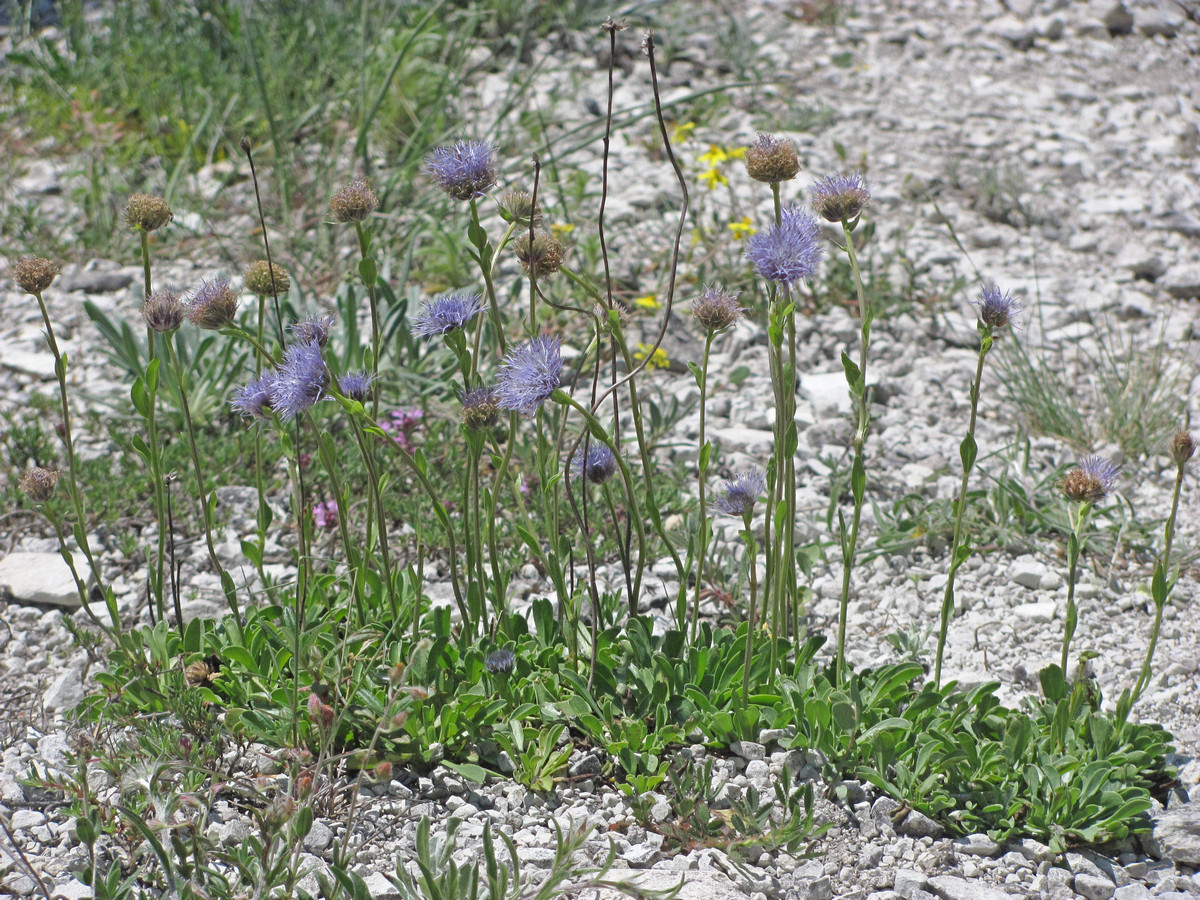 Изображение особи Globularia trichosantha.