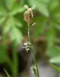 Carex vaginata