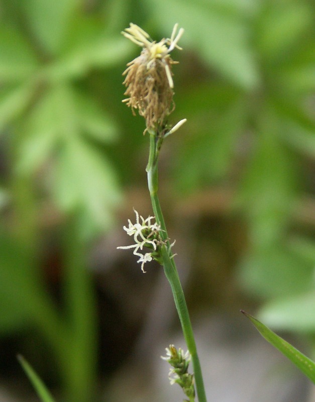 Изображение особи Carex vaginata.