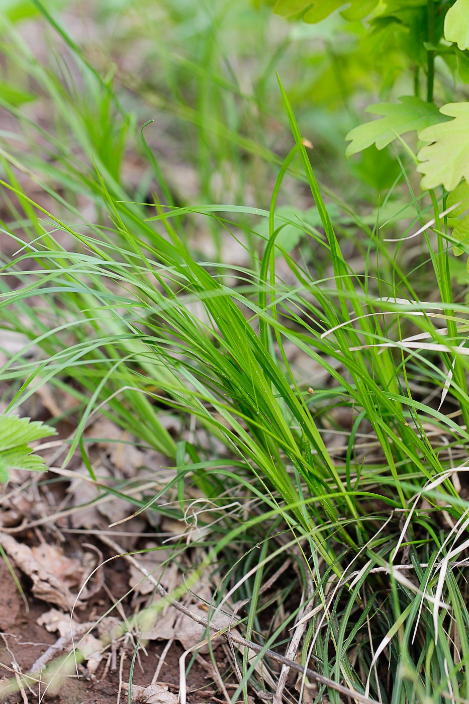 Изображение особи Carex rhizina.