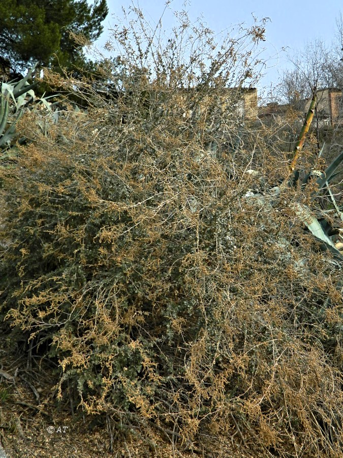 Image of Atriplex halimus specimen.