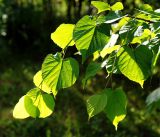 Tilia cordata