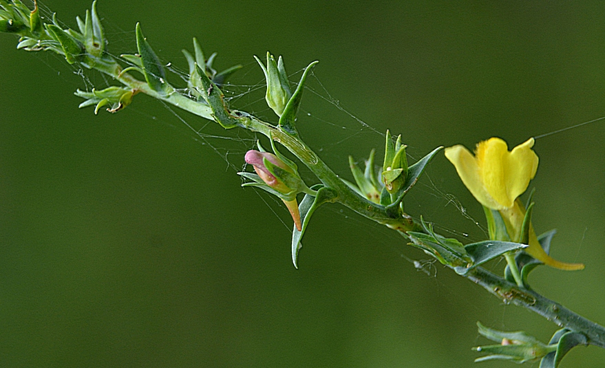 Изображение особи Linaria genistifolia.