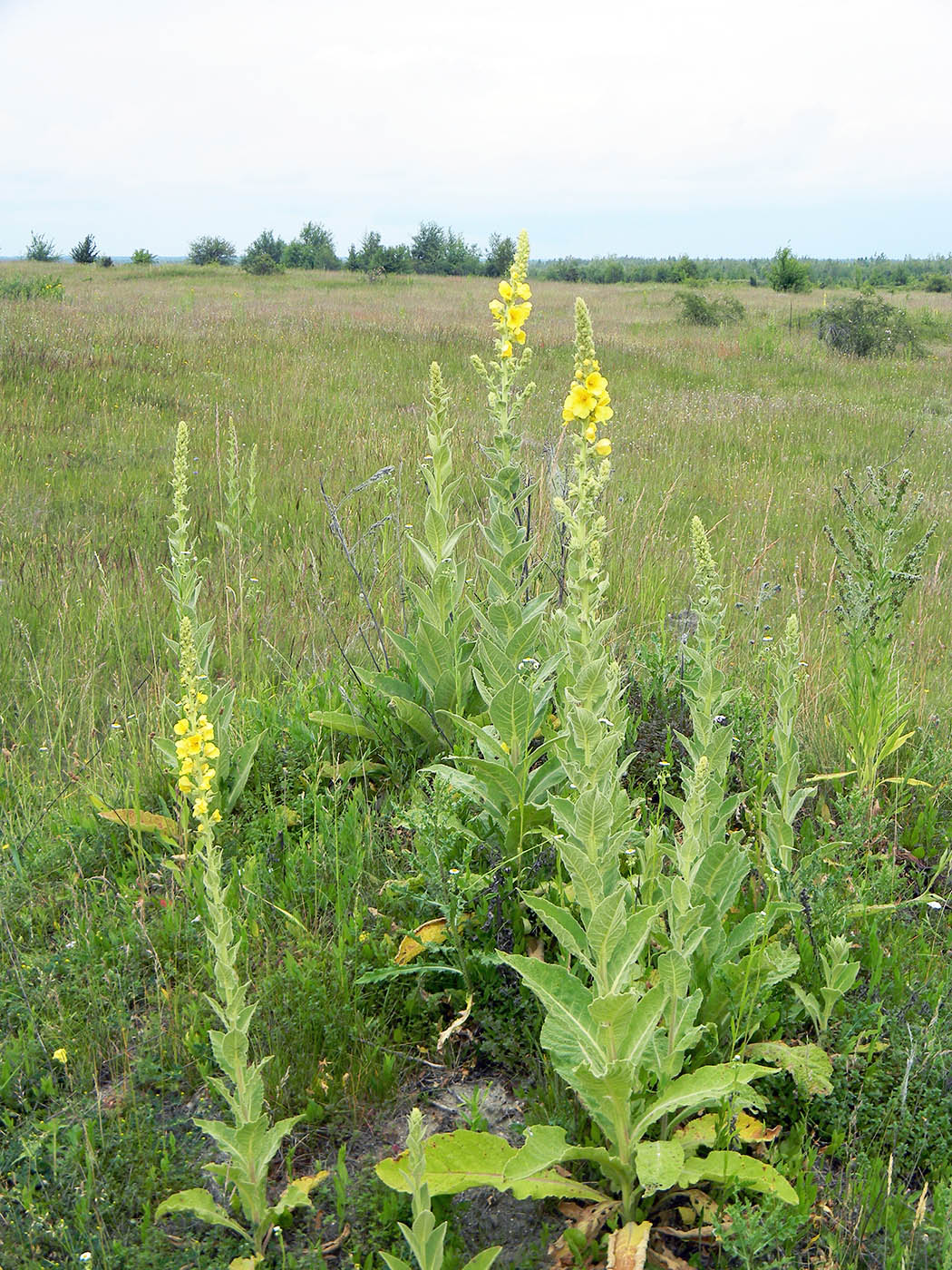 Image of Verbascum phlomoides specimen.