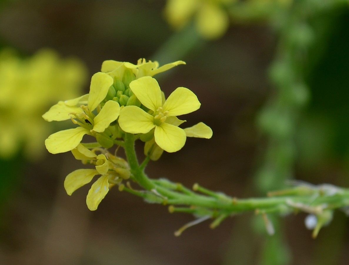 Изображение особи Rapistrum rugosum.