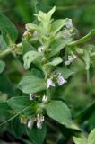 Ajuga laxmannii