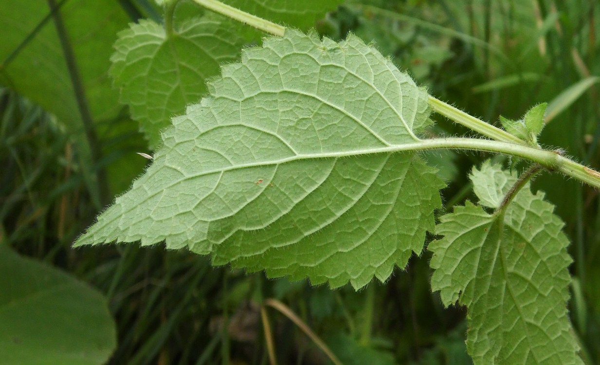 Изображение особи Stachys sylvatica.