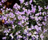 Limonium caspium