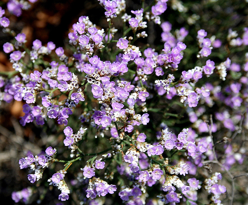 Image of Limonium caspium specimen.