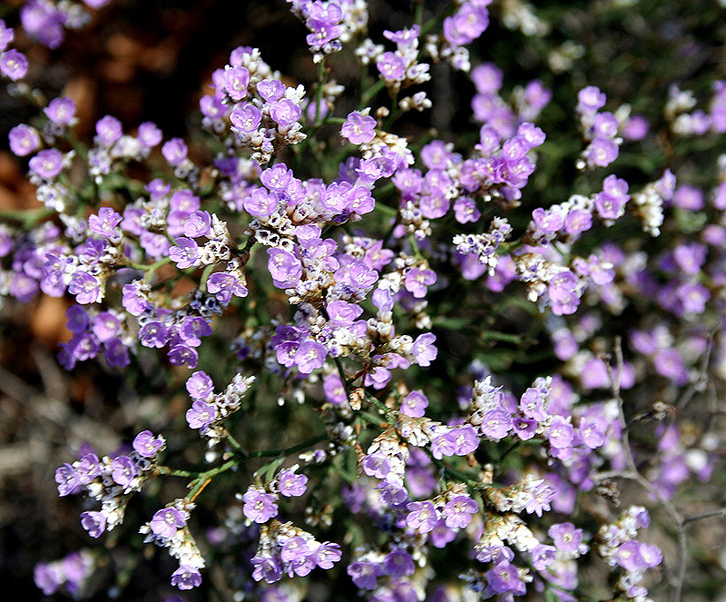 Изображение особи Limonium caspium.