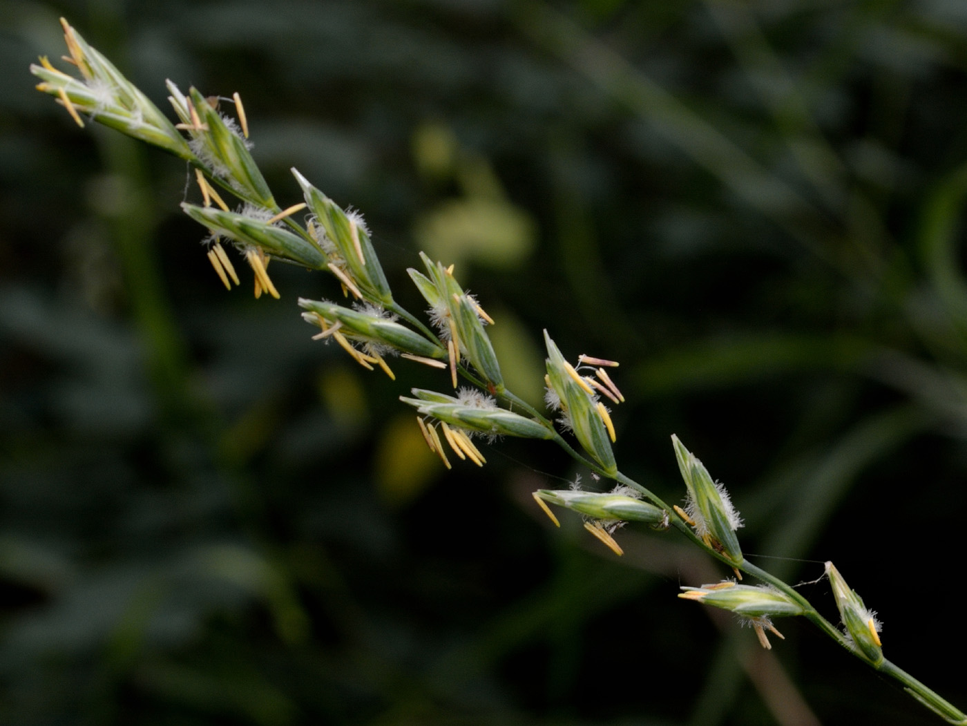 Изображение особи Elytrigia lolioides.