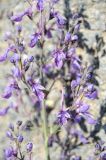 Teucrium orientale
