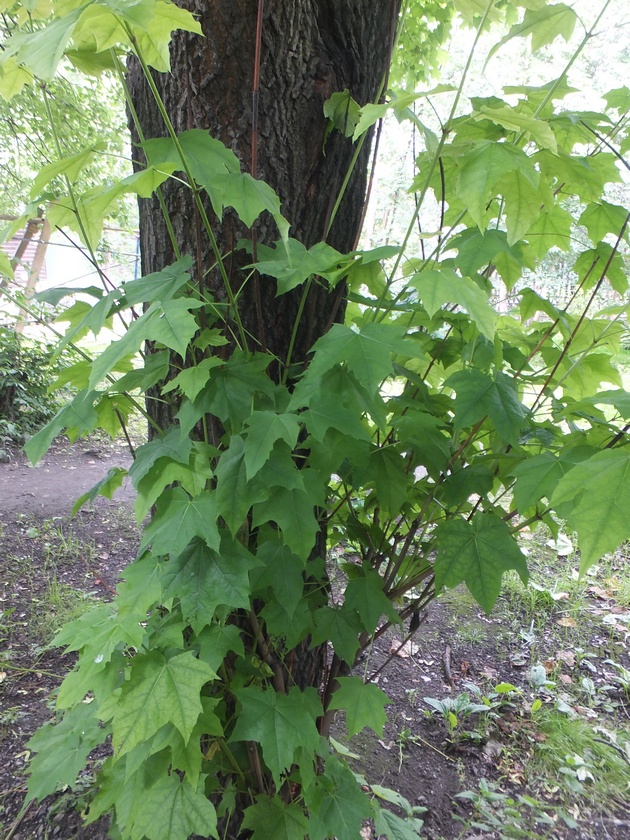 Image of Acer platanoides specimen.