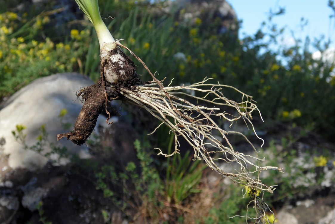 Изображение особи Allium denudatum.