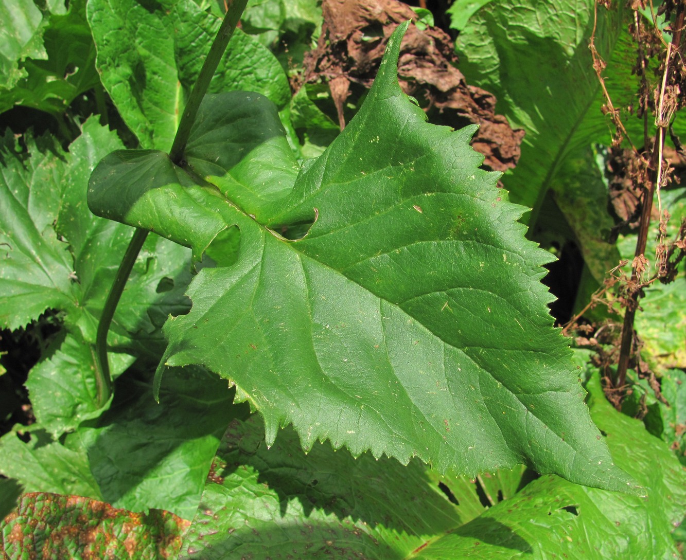 Image of Caucasalia pontica specimen.