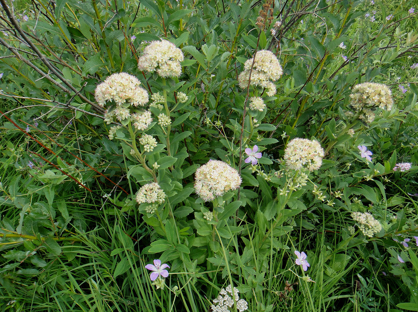 Изображение особи Hylotelephium pallescens.