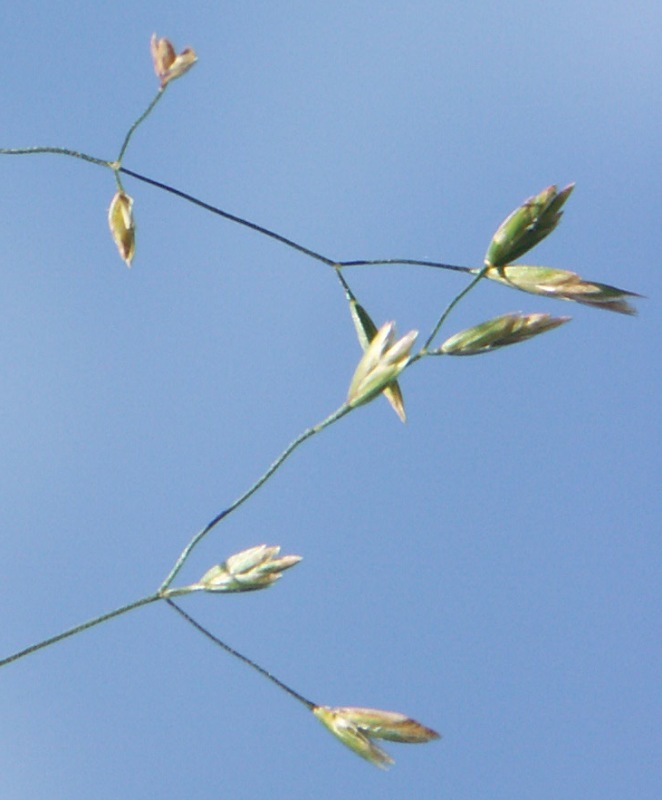 Image of Poa palustris specimen.