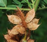 Glycyrrhiza echinata