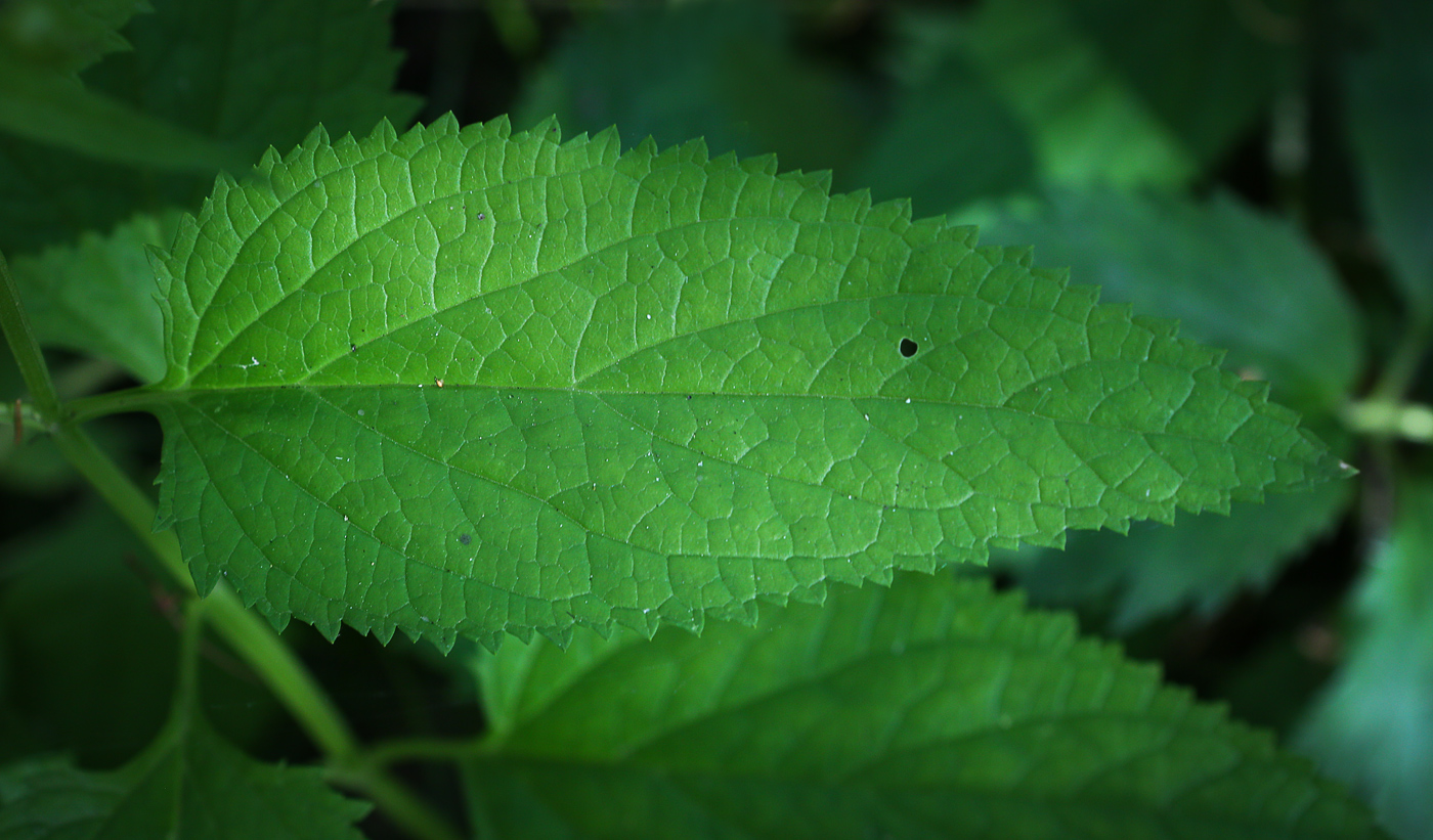 Image of Scrophularia nodosa specimen.