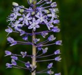 Scilla hyacinthoides. Нижняя часть соцветия. Израиль, Шарон, пос. Кфар Шмариягу, заповедник. 15.03.2015.