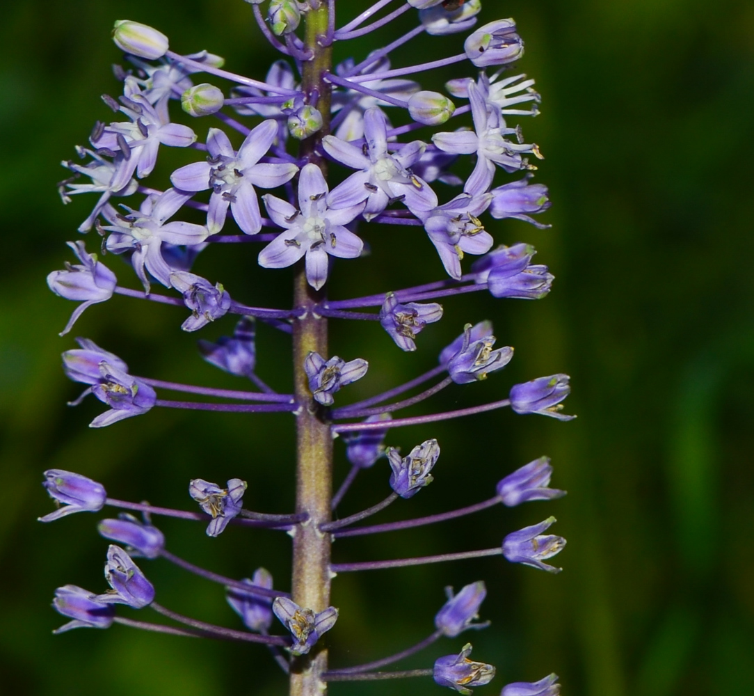 Изображение особи Scilla hyacinthoides.