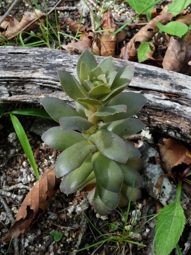 Изображение особи Orostachys malacophylla.