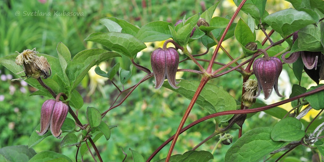 Изображение особи Clematis fusca.