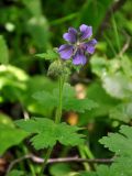 Geranium ibericum. Верхушка побега с цветком и бутонами. Северная Осетия, Ирафский р-н, хребет Танадор, гора Кубус, выс. около 1800 м н.у.м., опушка смешанного леса. 05.07.2016.