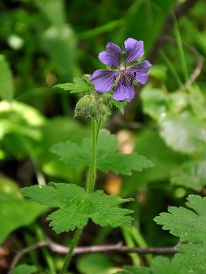 Изображение особи Geranium ibericum.