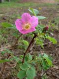 Rosa acicularis. Верхушка растения с цветком и бутонами. Свердловская обл., окр. г. Североуральск, известняковая скала. 10.06.2009.