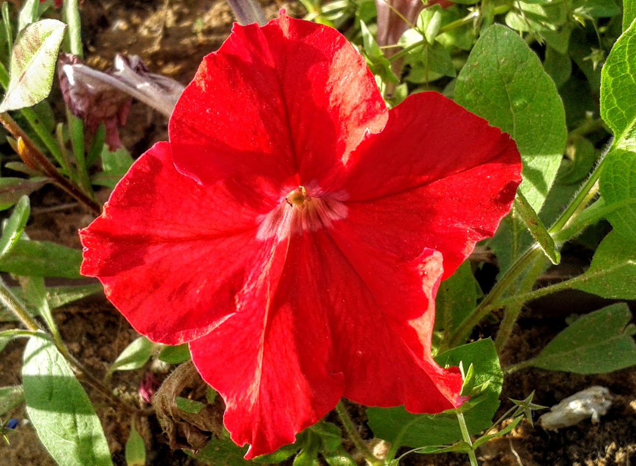 Изображение особи Petunia &times; atkinsiana.