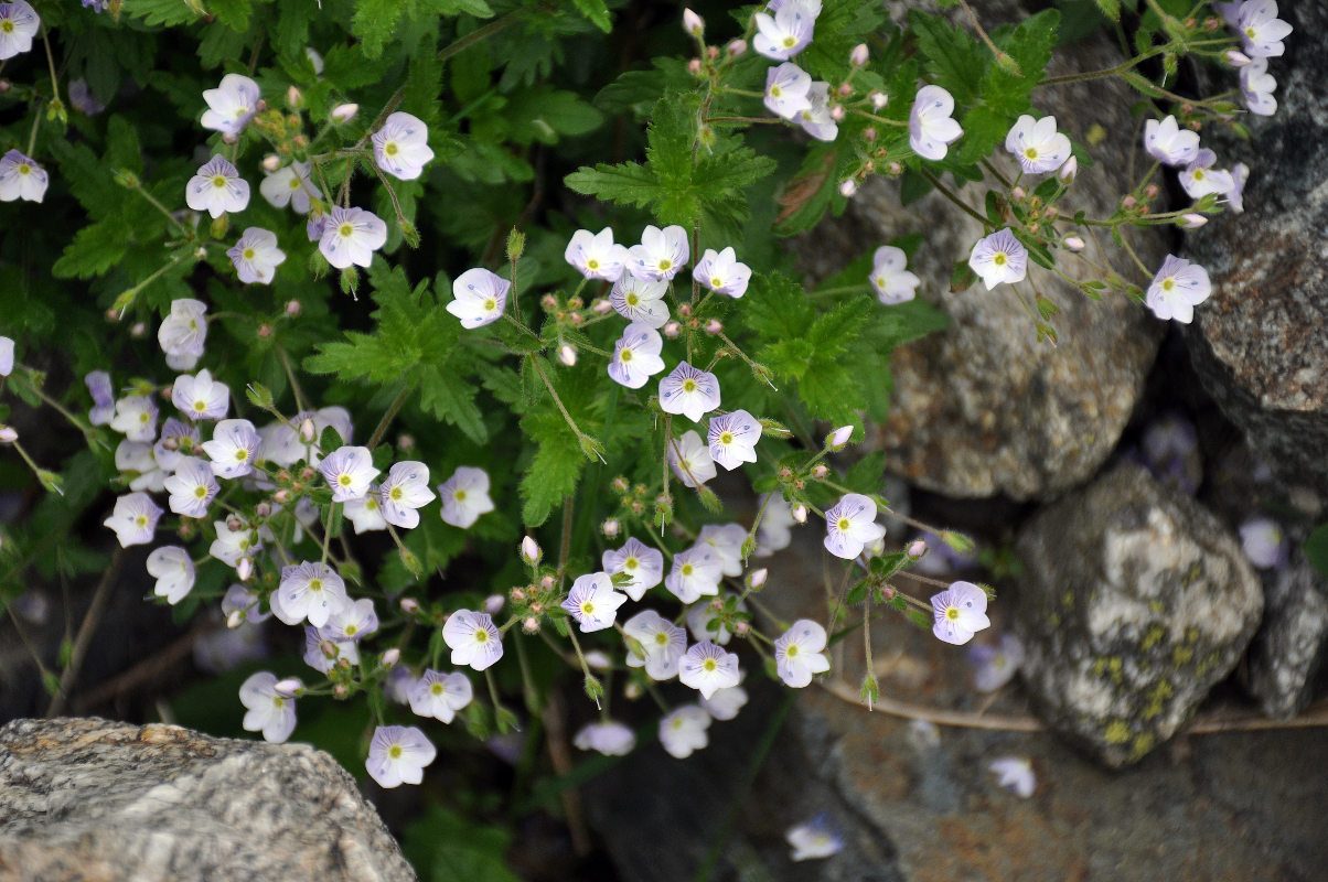 Изображение особи Veronica peduncularis.