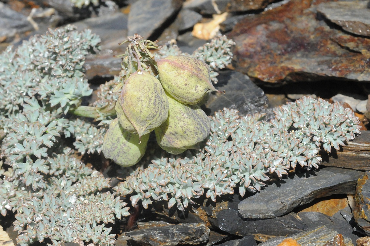 Image of Cysticorydalis fedtschenkoana specimen.