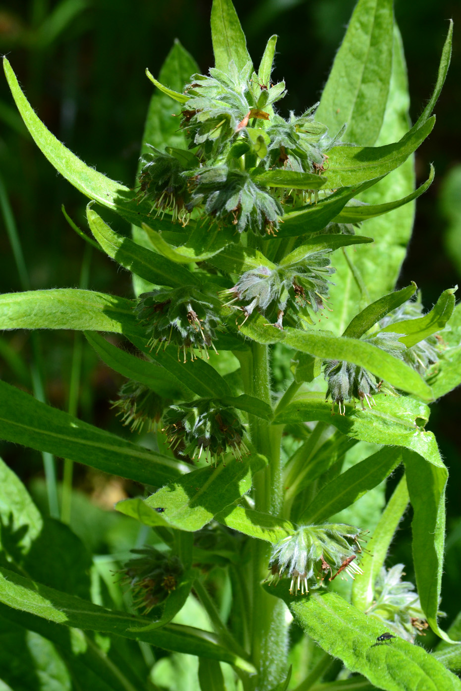 Изображение особи Solenanthus biebersteinii.