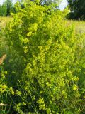 Galium verum