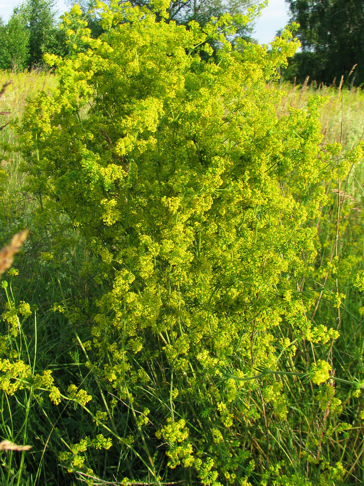 Изображение особи Galium verum.