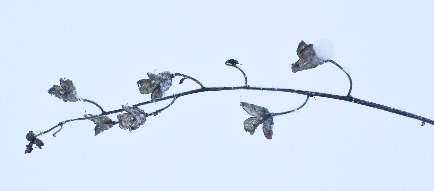 Image of Aconitum septentrionale specimen.