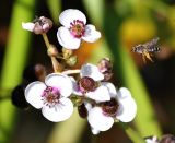 Sagittaria sagittifolia. Соцветие и подлетающая пчела. Коми, Сыктывдинский р-н, окр. пос. Еляты, искуственный водоём, песчаное мелководье. 24.07.2015.