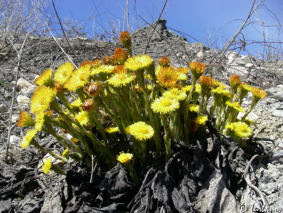 Image of Tussilago farfara specimen.