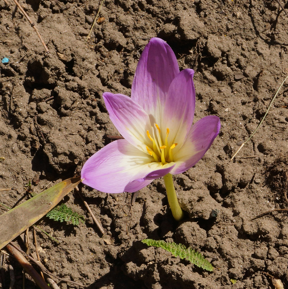 Изображение особи Colchicum speciosum.