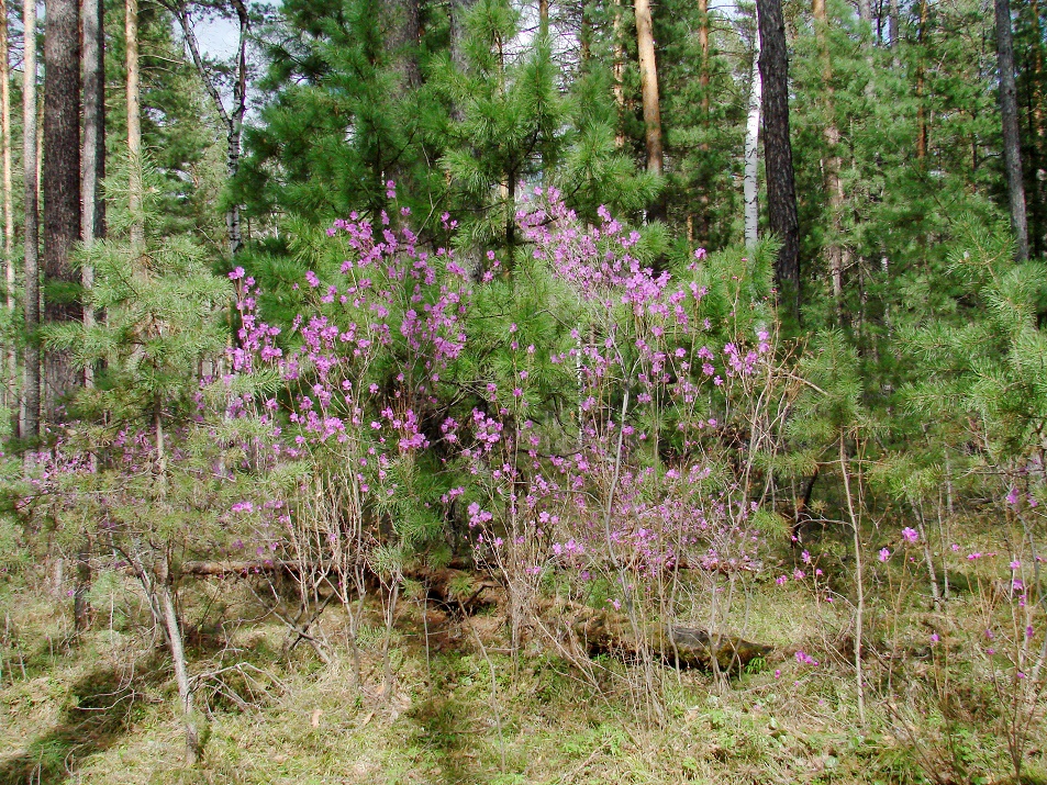 Image of Rhododendron dauricum specimen.