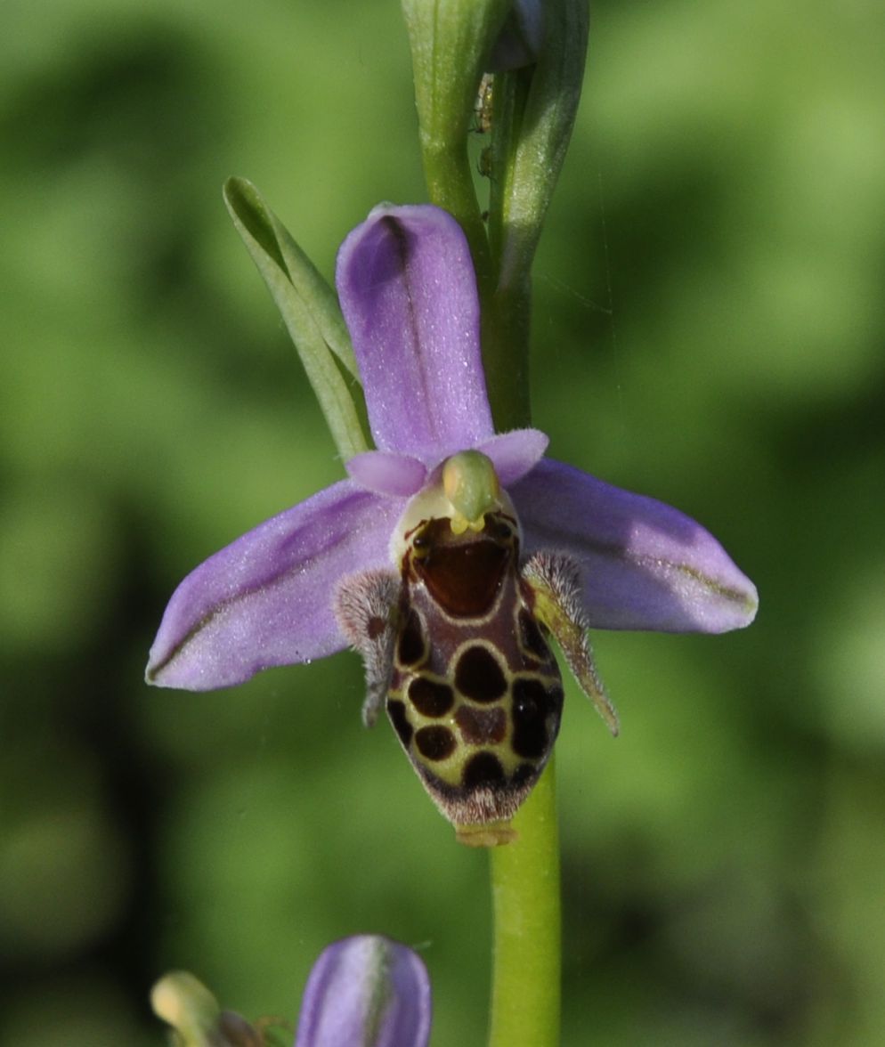 Image of Ophrys oestrifera specimen.