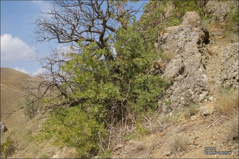 Image of Crataegus pojarkovae specimen.