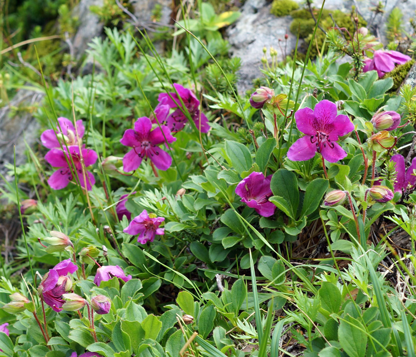 Image of Rhododendron camtschaticum specimen.