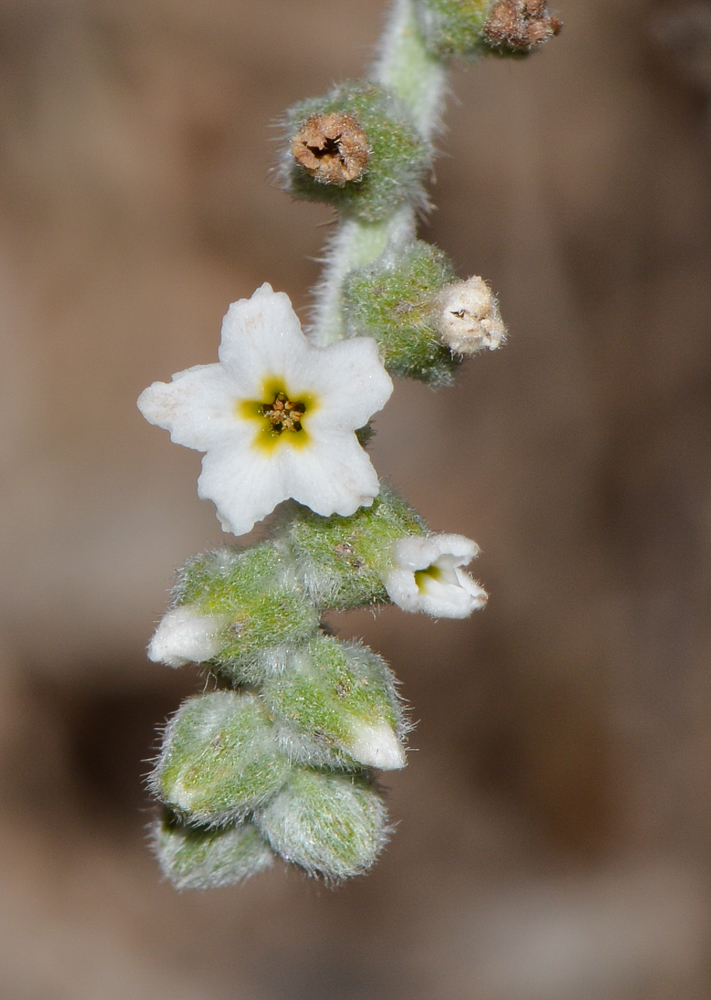 Image of Heliotropium rotundifolium specimen.