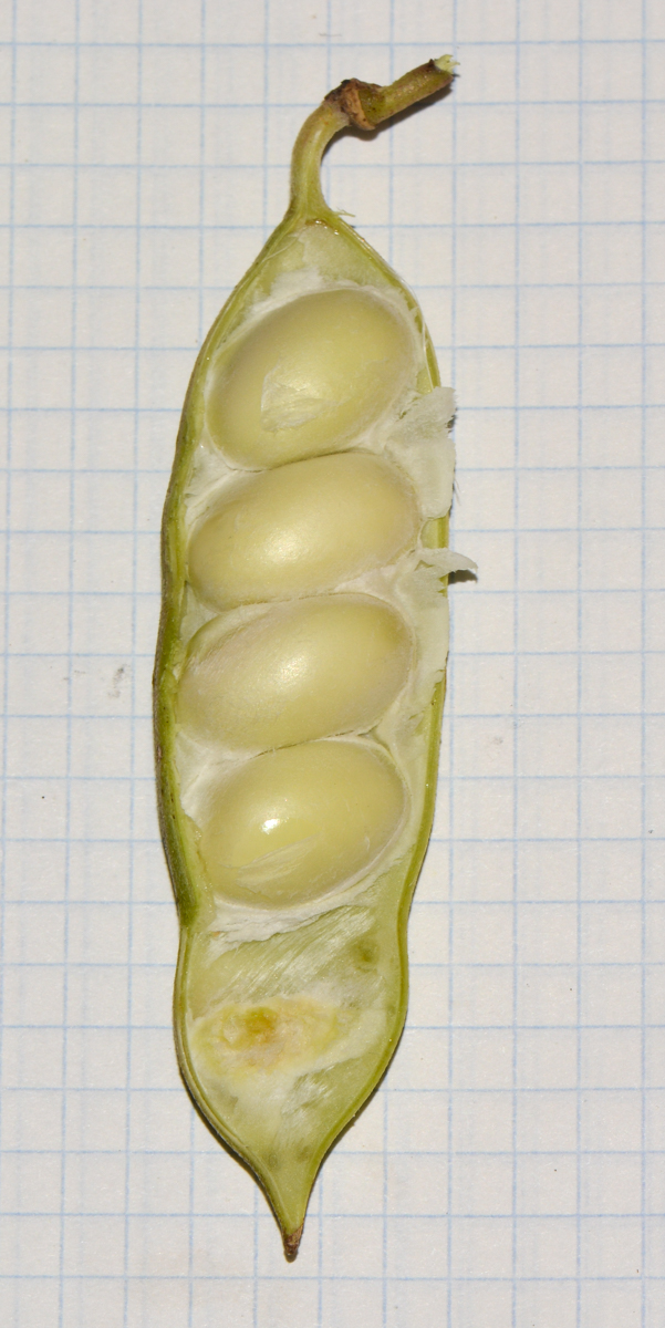 Image of Canavalia maritima specimen.