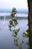 Artemisia sericea