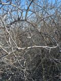 Halimodendron halodendron. Ветви с колючками. Казахстан, побережье р. Или, район Баканаса. 01.04.2010.